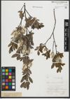 Foto von Salix purpurea L. x Salix waldsteiniana Willd.